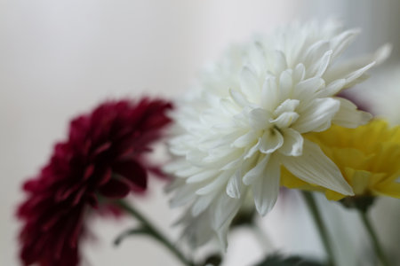 Macro photograph of a chrysanthemum bouquet with strong selective focus. Soft petals, gentle pastel tones, and dreamy blurred background create a delicate floral compositionの写真素材
