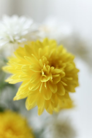 Macro photograph of a chrysanthemum bouquet with strong selective focus. Soft petals, gentle pastel tones, and dreamy blurred background create a delicate floral compositionの写真素材