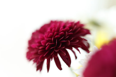 Macro photograph of a chrysanthemum bouquet with strong selective focus. Soft petals, gentle pastel tones, and dreamy blurred background create a delicate floral compositionの写真素材