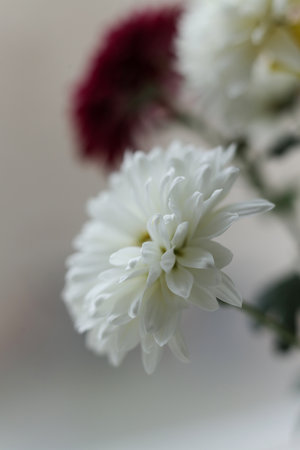Macro photograph of a chrysanthemum bouquet with strong selective focus. Soft petals, gentle pastel tones, and dreamy blurred background create a delicate floral compositionの写真素材