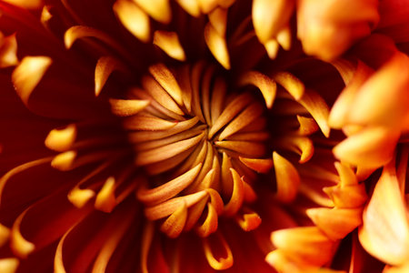 Close-up of chrysanthemum flower, shallow depth of fieldの写真素材
