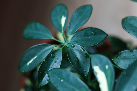 A close-up photograph of umbrella tree (Schefflera) leaves covered with fresh water droplets. The...