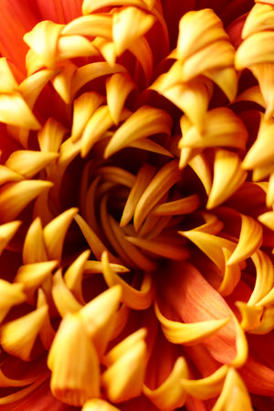 Close-up of chrysanthemum flower, shallow depth of fieldの写真素材