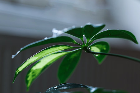 A close-up photograph of umbrella tree (Schefflera) leaves covered with fresh water droplets. The image features detailed leaf textures, glossy green surfacesの写真素材