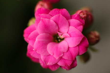 Macro close-up of a pink kalanchoe flower in bloom with layered petals and soft natural light. The image captures delicate floral texture, vibrant color, and shallow depth of fieldの写真素材
