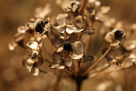 Artistic macro photograph of a dried allium (garlic) seed head captured in warm golden light.の写真素材