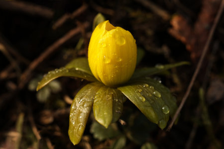 Macro photograph of a yellow winter aconite (Eranthis hyemalis) flower bud covered with fresh water...