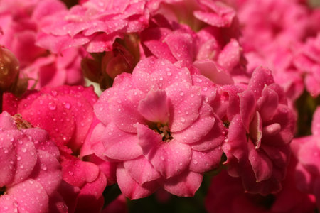 Pink Kalanchoe Blossoms with Water Drops â Macro Floral Backgroundの写真素材