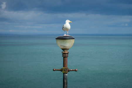 Seagull standing on street light with turquoise sea background at Tenby Beach, Walesの写真素材