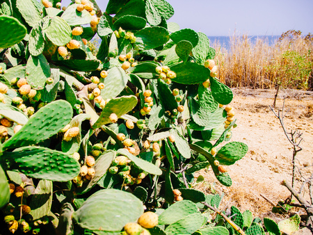 Maturing cactus fruits, prickly pear on the beach of Lagos, Algarve, Portugalの写真素材