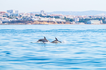 Dolphins swimming on the surface, photographed from experience boat on the coast of Albufeira, Algarve Portugal.の写真素材