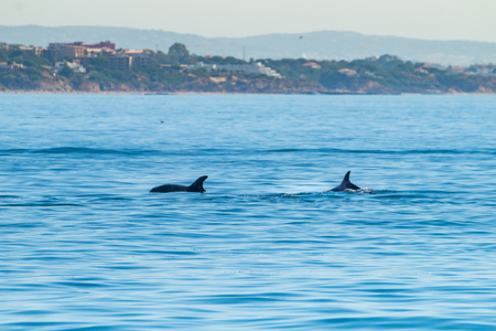Common bottlenose dolphin swimming near to the coast of Albufeira, Algarve, Portugal, Europe.の写真素材