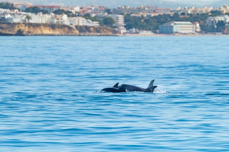 Common bottlenose dolphin swimming near to the coast of Albufeira, Algarve, Portugal, Europe.の写真素材