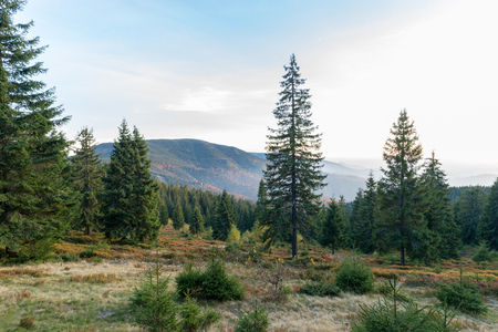 Apuseni Natural Park sunset view deep in the pine forest. Natural preserve with mountains, forests & hiking trails in Apuseni, Arieseni, Romania.の写真素材