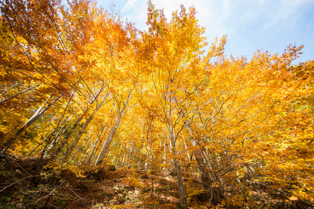 Golden yellow colored autumn forest in Apuseni Natural Park, Arieseni, Romania.の写真素材