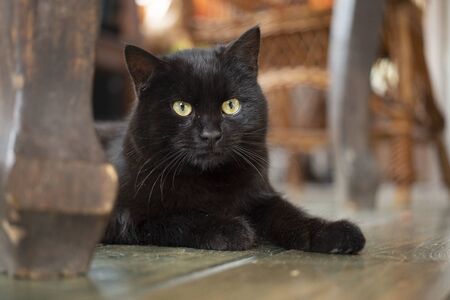 Young black bombay cat with yellow eyes lying on the floor inside the house.の写真素材