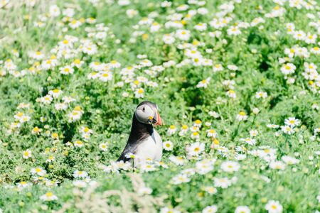 Atlantic Puffins standing in the middle of a chamomile field on Skomer Island in Pembrokeshire, West Wales UK.の写真素材