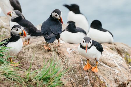 Group of Atlantic Puffins standing on the cliffs of Skomer Island in Pembrokeshire, West Wales UK.の写真素材