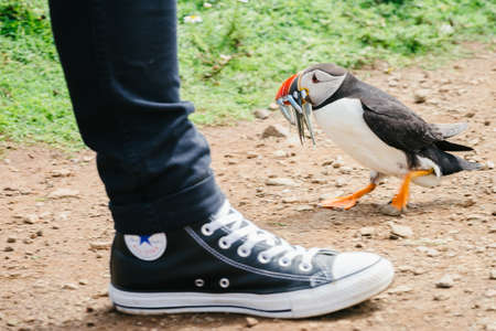 Skomer Island, Wales - July 1, 2017: Atlantic Puffin with fish in his beak standing next to a tourist - Pembrokeshire, West Wales UK.のeditorial素材