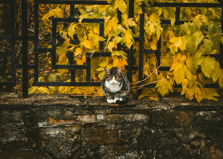 Cat in autunm leafsの写真素材