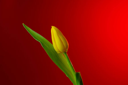 Yellow tulip on a red background with space for your text.の写真素材