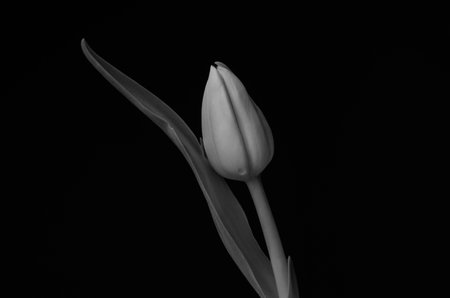 Black and white tulip on a black background. Monochrome.の写真素材