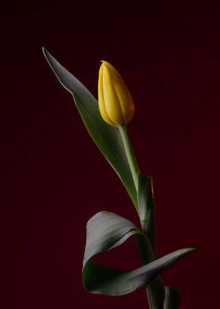 Yellow tulip on a dark red background close-up. Studio photography.の写真素材