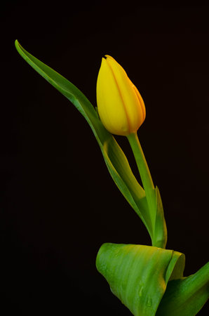Yellow tulip on a black background. Shallow depth of field.の写真素材