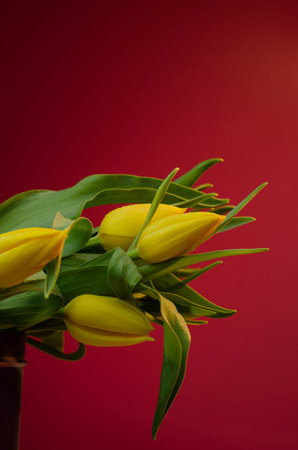 Bouquet of yellow tulips on a red background. Copy space.の写真素材