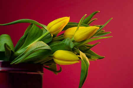 Bouquet of yellow tulips in a vase on a red backgroundの写真素材