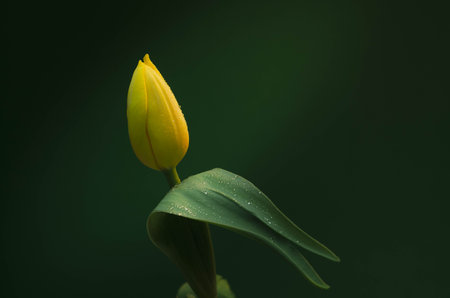 Yellow tulip on a dark green background. Close-up.の写真素材