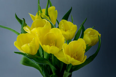 bouquet of yellow tulips on a black background close upの写真素材