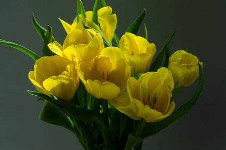 bouquet of yellow tulips on a black background close upの写真素材