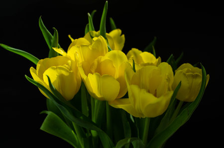 bouquet of yellow tulips on a black background close upの写真素材