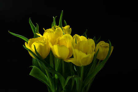 bouquet of yellow tulips on a black background close upの写真素材