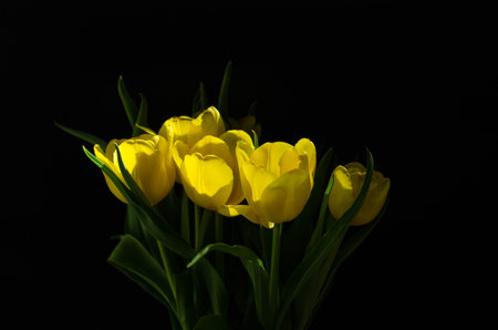 bouquet of yellow tulips on a black background close upの写真素材