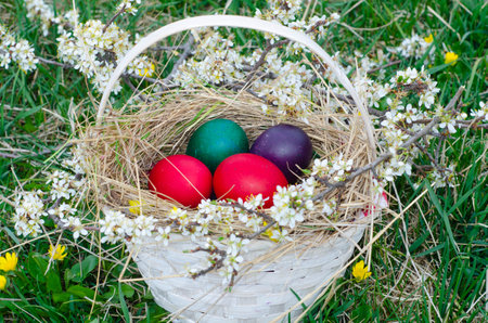 Colorful easter eggs in basket on green grass with spring flowersの写真素材