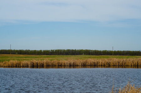 The shore of a lake with reeds against the blue sky.の写真素材