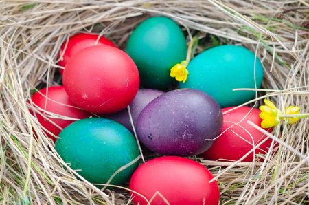 Colorful easter eggs in nest with yellow flower on grass backgroundの写真素材