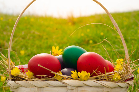 Easter eggs in a basket on a green meadow with flowersの写真素材