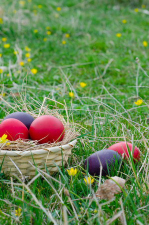 Colorful easter eggs in basket on green grass in springtimeの写真素材