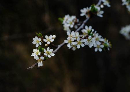 Blossoming branch of a cherry tree in spring on a dark backgroundの写真素材