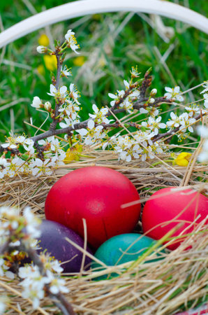 Easter eggs in nest with spring flowers on green grass background.の写真素材