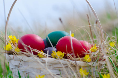 Easter eggs in a basket on a meadow with yellow flowersの写真素材