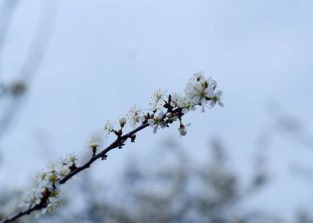 White flowers on a branch of a blossoming apricot treeの写真素材