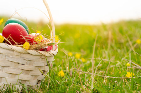 Easter eggs in a basket on green grass with yellow flowers.の写真素材