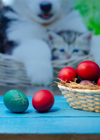 Colorful Easter eggs in a basket with a cat on the backgroundの写真素材