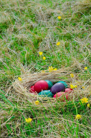 Easter eggs in nest on the grass with yellow flowers in the backgroundの写真素材
