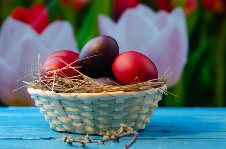 Easter eggs in a basket on a blue wooden table with tulipsの写真素材