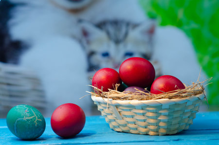 Colorful Easter eggs in basket and cat on blue wooden table.の写真素材